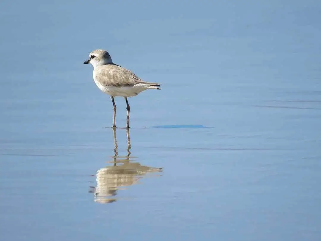 Wader in Mozambique